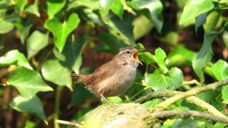 Chant du troglodyte mignon [upl. by Male790]