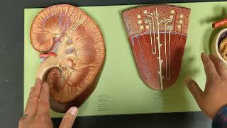 Renal System Blood Flow [upl. by Arrait]