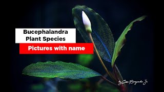 26 Bucephalandra Plant Species [upl. by Enajyram219]