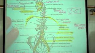 ANATOMY CIRCULATORY SYSTEM PART 2 by Professor Fink [upl. by Eityak]