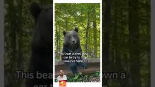 a man helps a bear kids forest animals bear motivationstory inspiration [upl. by Klara]