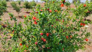 pomegranate ದಾಳಿಂಬೆ ಬೆಳೆ dalimbe [upl. by Aneekas224]