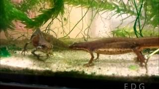 Neoteny newt mating Lissotriton vulgaris [upl. by Ecydnac6]