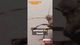 Bugs Uncovered Top 10 Unknown Factsdocumentary tvdocu documentarybugsinsects10fact [upl. by Limay]