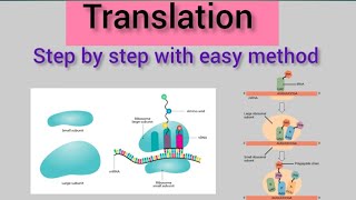 Translation of Protein Synthesis12BiologyMolecular Basis of Inheritance [upl. by Hanafee514]