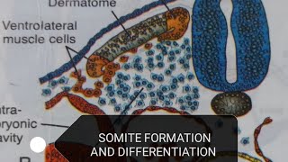 SOMITE DIFFERENTIATION [upl. by Hogarth600]