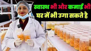 घर के एक कमरे में लगा सकते है । Cordyceps Militaris Mushroom Cultivation Training  कीड़ा जड़ी [upl. by Nelson]