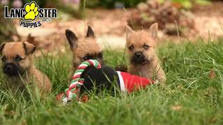 Adorable Cairn Terrier Puppies [upl. by Bonacci]