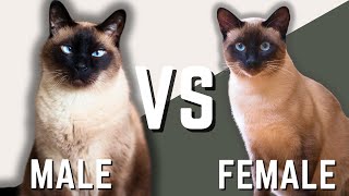 Male Siamese vs Female Siamese Cat [upl. by Eilla]