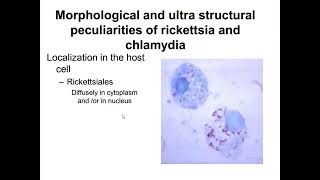 lecture 2 Different bacteria and fungi [upl. by Arateehc883]