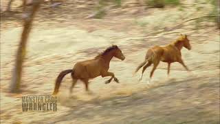 Brumbies in the wild [upl. by Cherilynn264]