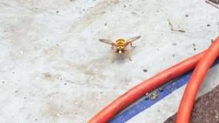 Hoverfly News Bee Mimics the Yellowjacket [upl. by Ibrik]