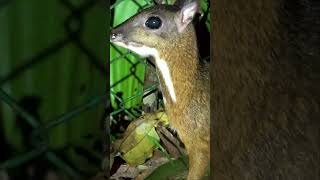 Meet the Mouse deer the tiniest hooved animal on the planet shorts singapore asia [upl. by Yemorej]