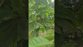 2024 philippines negrosocc chestnut castañas food fruit edible nuts foodie farmlife farm [upl. by Georgi]