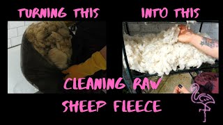 Cleaning Raw Sheeps Wool [upl. by Mitch206]