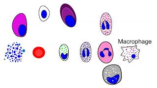 Blood cell production in the bone marrow hematopoiesis animation [upl. by Mindy]