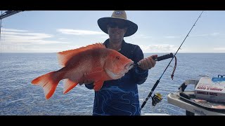 Red Emperor at Masthead Island [upl. by Bette-Ann]