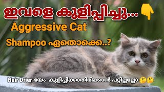 How To Bath Persian Cats Malayalam  പൂച്ചയെ എങ്ങനെ കുളിപ്പിക്കാം mehrinscatvlog [upl. by Anastasie]