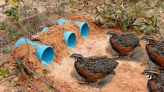 Awesome Quick Bird Trap Using Deep Hole With PVC  Easy Best Bird Traps Work 100 [upl. by Borszcz]