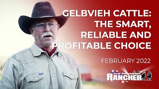 Gelbvieh Cattle The Smart Reliable and Profitable Choice  The American Rancher [upl. by Desdee]