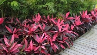 Cordyline fruticosa Red Sister  Hawaiian Ti Good Luck Tree [upl. by Asyral]