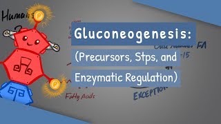 Gluconeogenesis [upl. by Nerac]