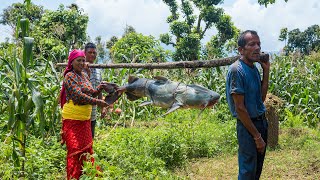 Caught A Huge Fish And Cooking a Delicious Curry in Traditional Nepali Village Kitchen [upl. by Hach]