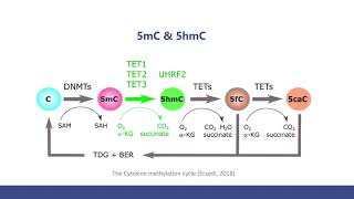 5mC and 5hmC Sequencing Methods and The Comparison [upl. by Ahsauqal901]