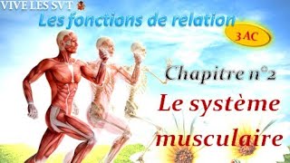 Le système musculaire Svt 3AC [upl. by Pelaga]