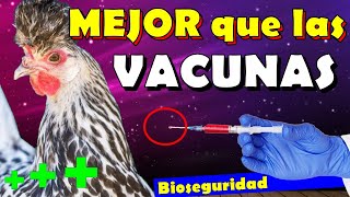 Vacunas para GaLLINAS ponedoras criollas y Pollitos🐥 Bioseguridad en gallineros caseros 🐓 [upl. by Ennayelhsa973]