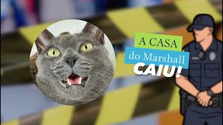 Nenhum Marshall foi maltratado nesse vídeo 🤣gatos gatosengraçados gatofalante trigatos [upl. by Mehetabel]