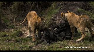 Subadults of Rekero pride feasting on a dead buffalo pulled from the mud [upl. by Nuawed]