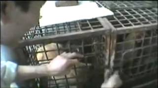 Cat Meat Trade Revealed How They Process and Captured Them [upl. by Lolita366]