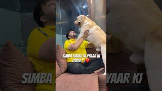 Kis Kis ko Pyaar Karu😂❤️ vlog labradorlovers minivlog ytshorts dogshorts pets [upl. by Calica]