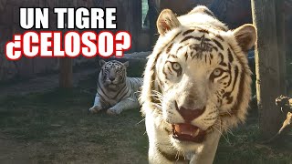 Así de cerca puedes ver al tigre  Parque Loro Puebla 2024 Precios y Atracciones [upl. by Deane]