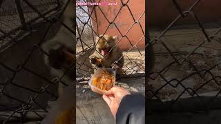 Ronchi monkey 🐒 insano को देखते ही unpe हमला क्यू kar deta था🥹🥹 [upl. by Setarcos]