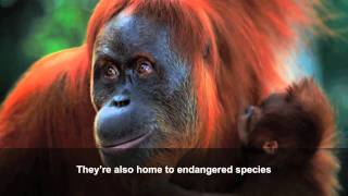 Palm oil how our consumer choices affect wildlife [upl. by Raynata]