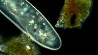 Paramecium Aurelia Polarized light phase contrast darkfeild combination 625x [upl. by Wier]