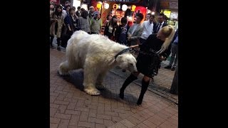 山手線 渋谷駅 スクランブル交差点に白熊を散歩させるロシア人 シロクマ 10月8日 [upl. by Skippie]