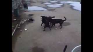 pelea de perros [upl. by Rogergcam]