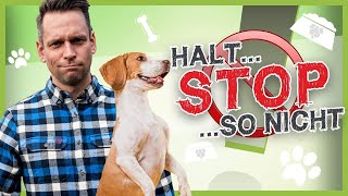 So stoppst du deinen Hund in JEDER Situation 100  Abbruchsignal [upl. by Justicz]