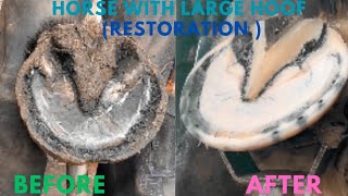 Shire Horse Complete restoration Shire Horse Restoration Compilation shirehorse huge massivehoof [upl. by Yeknarf]