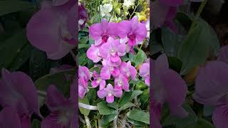 quotOrchidsquot Orchids growers preserving floras of the Philippines short youtube video [upl. by Roxy]