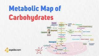 Metabolic Map of Carbohydrates  Glycolysis Gluconeogenesis and Glycogenesis Biochemistry [upl. by Marianna]