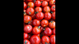 Organic dryfarmed Early Girl tomatoes from Pescadero [upl. by Imiaj]