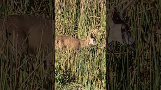 Animal Moments  Sneaky Deer Tiptoes Through the Tall Grass [upl. by Krigsman]