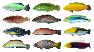 Types of Wrasses Part 2  Genus Halichoeres Family Labridae [upl. by Loreen]