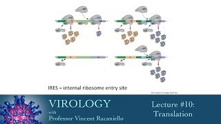 Virology 2014 lecture 10  Translation [upl. by Esemaj]