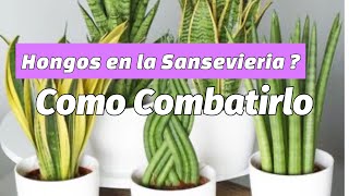 COMO COMBATIR EL HONGO EN LA SANSEVIERIA MOONSHINEsucculents plants casayjardin [upl. by Eeldarb700]