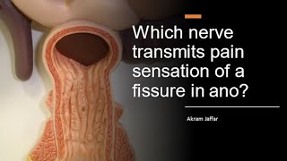 Which nerve transmits pain sensation of a fissure in ano [upl. by Netnerb]